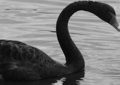 The “Black Swan” for Banks?